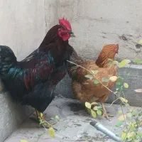 مرغ  ابریشمی.     خروس سه رنگ نژاد دار