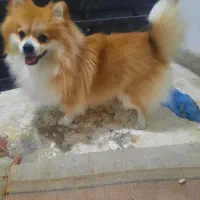 سک پامر|سگ|گرگان, |دیوار