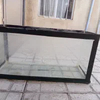 اکفاریم ماهی کاملا سالم