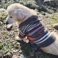 سگ  گمشده، اشپیتز  پا کوتاه