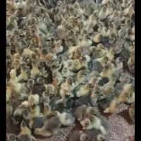 فروش فوری غاز بصورت عمده