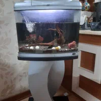 آکواریوم سام نونو|ماهی|اصفهان, حسین‌آباد|دیوار