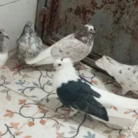 پرشی|پرنده|جیرفت, |دیوار