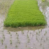 تم برنج شیرودی