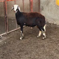 بره قوچ|حیوانات مزرعه|آق قلا, |دیوار