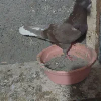 کبوتر رنگی|پرنده|کلاله, |دیوار