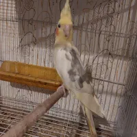 عروس هلندی دوکت لوتینو جفت با تخم و جوجه