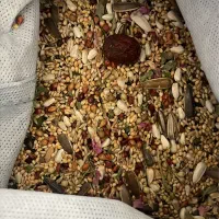 طوطی گرینچیک|پرنده|مرودشت, ثبت احوال|دیوار