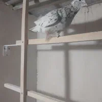 کبوتر|پرنده|قم, شهر قائم|دیوار