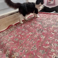 گربه (نیا)۱۶۰۰|گربه|میاندوآب, |دیوار