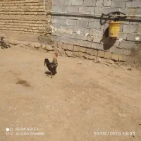 خروس محلی نژاد دار خوش رنگ