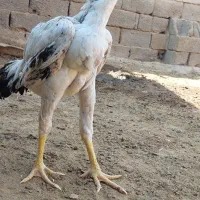 جوجه خروس