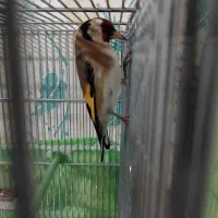 سهره بخوان|پرنده|اردبیل, |دیوار