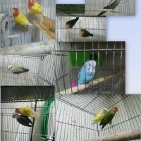 کوتوله فوق مولد مخصوص درآمدزایی