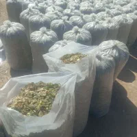 ذرت علوفه ای