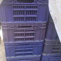 سبد مرغ