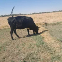 گاوبا گوساله|حیوانات مزرعه|دلگان, |دیوار