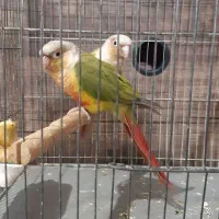 طوطی‌گرینچیک|پرنده|قدس, شهر‌قدس|دیوار