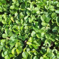 توت فرنگی سابرینا درجه یک|خدمات باغبانی و درختکاری|خان ببین, |دیوار