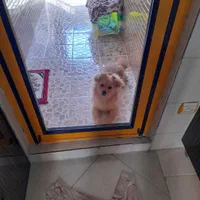 ۴ ماهه بازیگوش