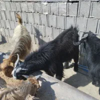 کهره فروشی|حیوانات مزرعه|دهدشت, |دیوار