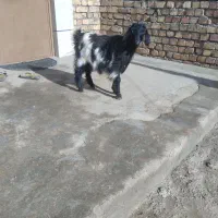 بزغاله ماده کیلو هم میدم|حیوانات مزرعه|دشتابی, |دیوار