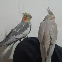 یک جفت عروس هلندی نر سخنگو