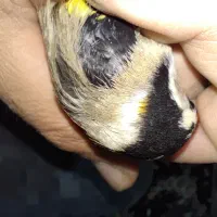 سهره نر چهارگل|پرنده|پارس‌آباد, |دیوار