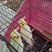 سلام دوعدد عروس درجه یک چهارماهه