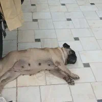 سگ نژاد پاگ