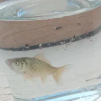 ماهی قرمز سیاه ۱۵سانتی ماهی سیاه ۵سانتی|ماهی|شاندیز, |دیوار