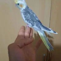 جوجه طوطی عروس|پرنده|سنگر, |دیوار