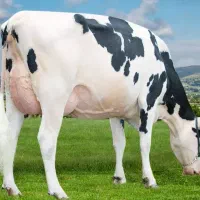 تلقیح مصنوعی گاو|خدمات پیشه و مهارت|هلالی, |دیوار