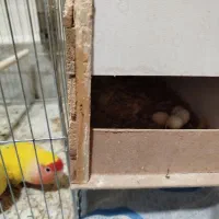 طوطی برزیلی مولد|پرنده|فردیس, سرحد آباد|دیوار