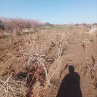 نهال عناب و انگور عسکری 1ساله تا3 موقعیت فندخت