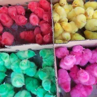 توزیع جوجه رنگی مخصوص سال