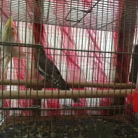 پرنده|پرنده|بروجن, |دیوار