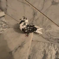 یک جفت کفتر پرشی