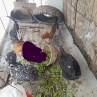 سه تا مرغ گلین زیر مرغی تخم گذار