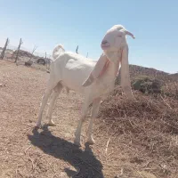 بز کهره نر گلابی