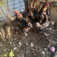 خروش محلی خوش خوراک|حیوانات مزرعه|مسجد سلیمان, |دیوار