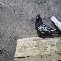 سینه سیاه|پرنده|شیراز, فرودگاه شهید دستغیب شیراز|دیوار