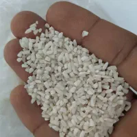 نیم دانه زرددم