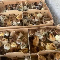 باسلام فروش جوجه مرغ