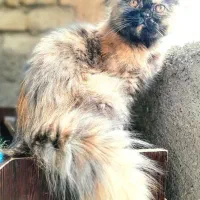 گربه پرشین ماده