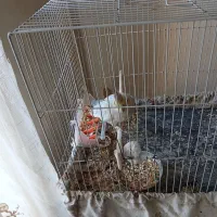 فروش عروس هلندی ماده