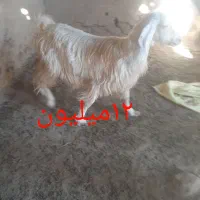 گوسفند|حیوانات مزرعه|سیب و سوران, |دیوار