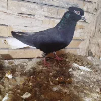 ماده زاغ دمسفید