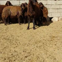 بزغاله وقوچ افشاری داشتی|حیوانات مزرعه|اندیمشک, |دیوار