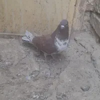 کبوتر گرفتنی|پرنده|نیمروز, |دیوار